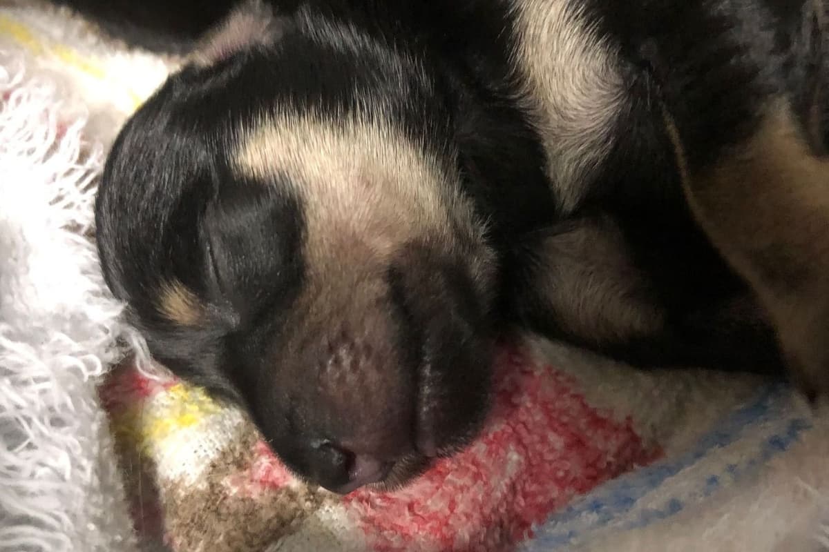 Miniature Schnauzer Puppies breeder image 8