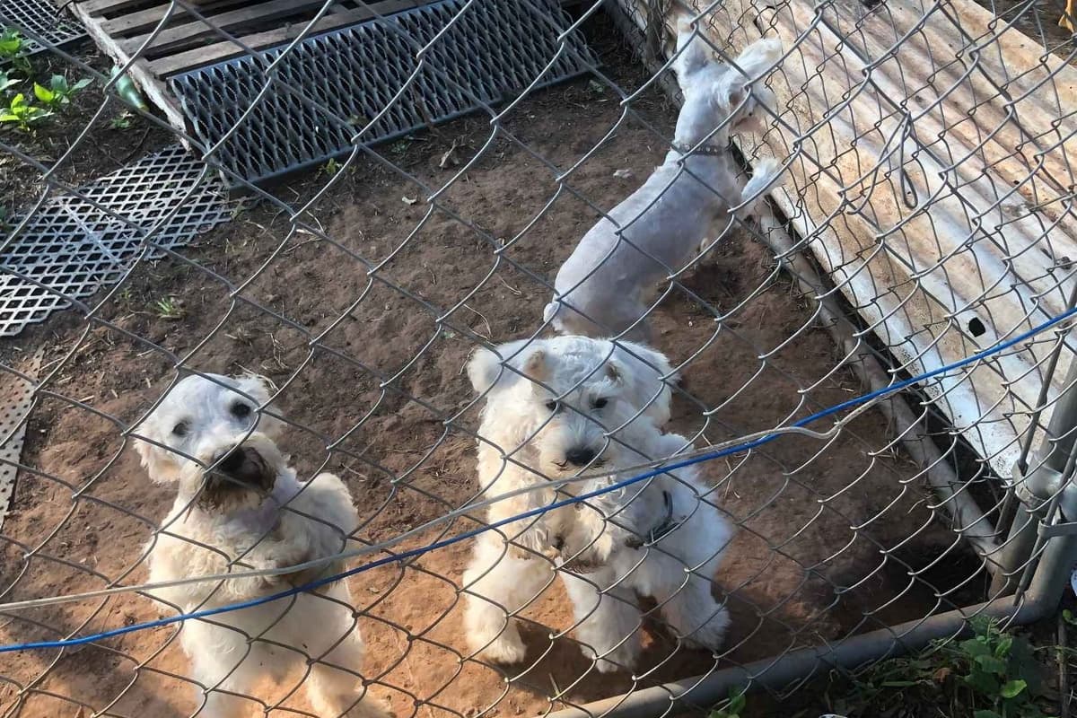 Miniature Schnauzer Puppies breeder image 10