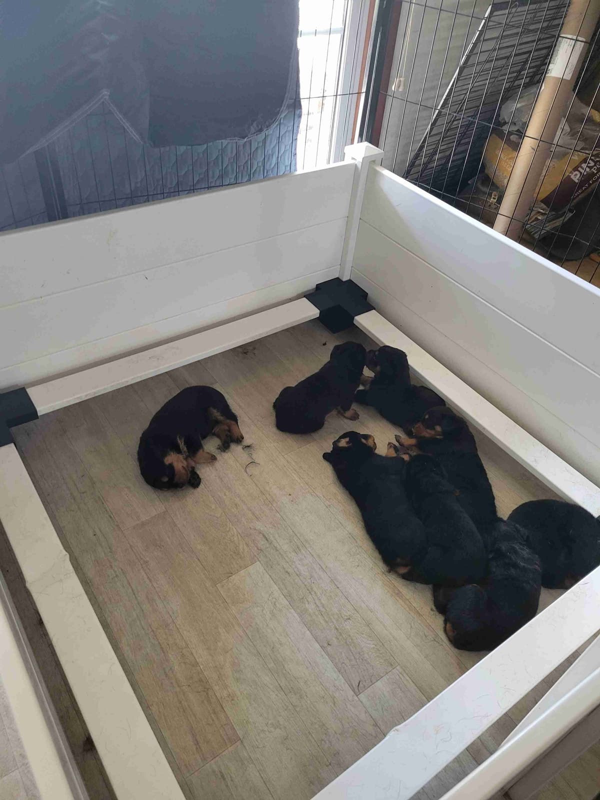 Rottweiler Puppies breeder image 3