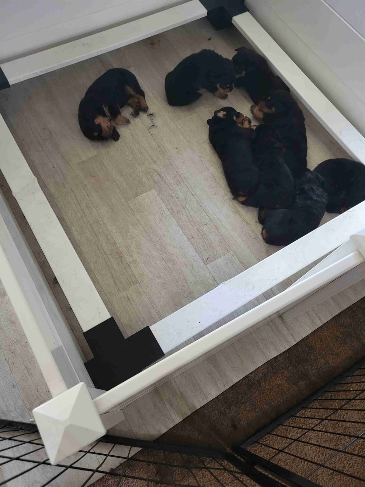 Rottweiler Puppies breeder image 4