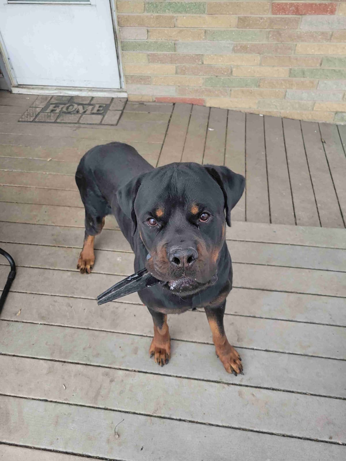 Rottweiler Puppies breeder image 5
