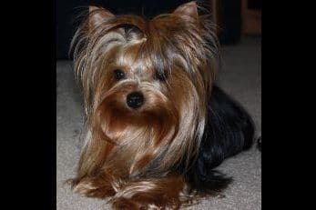 Yorkshire Terrier Puppies breeder image 1