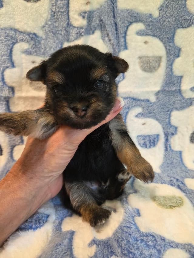 Yorkshire Terrier Puppies media 2