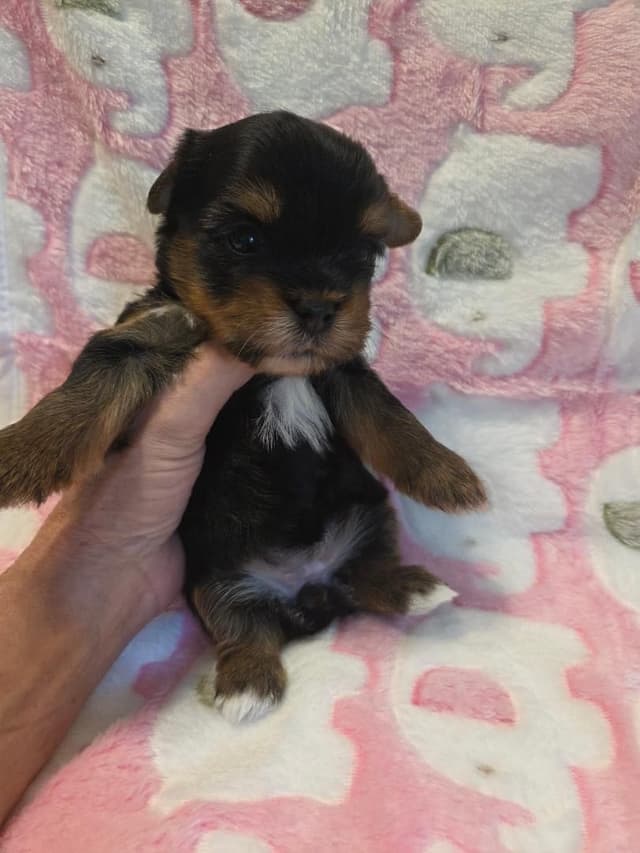 Yorkshire Terrier Puppies media 3