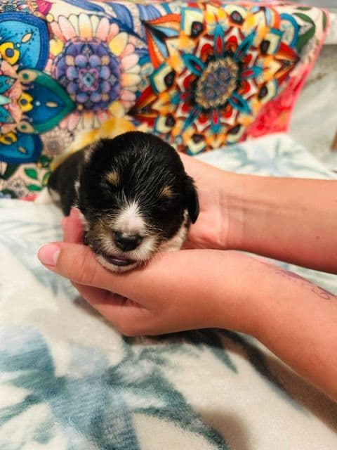 Shetland Sheepdog Puppies media 2