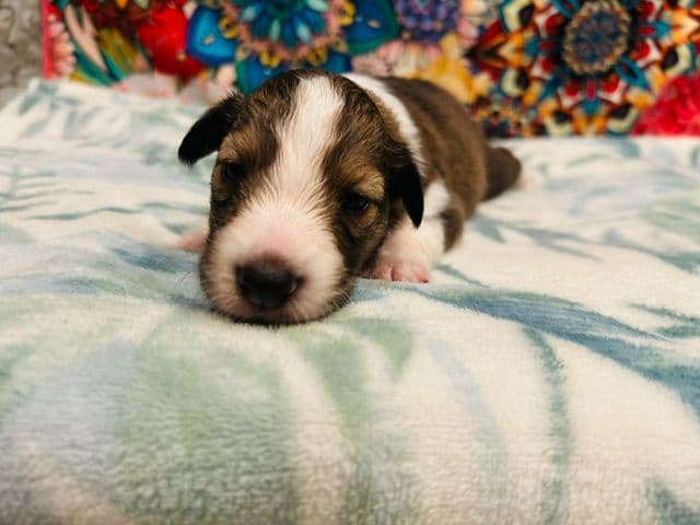 Shetland Sheepdog Puppies media 3