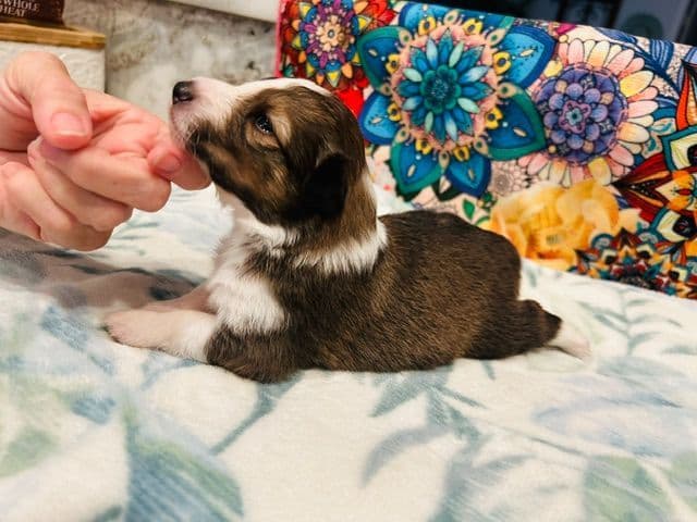 Shetland Sheepdog Puppies media 4