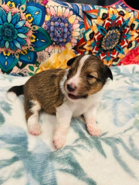 Shetland Sheepdog Puppies media 5