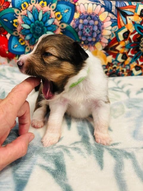 Shetland Sheepdog Puppies media 6