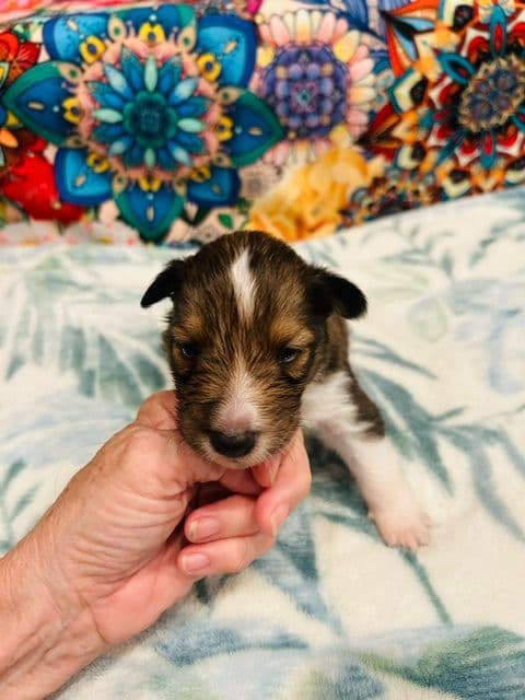 Shetland Sheepdog Puppies media 7