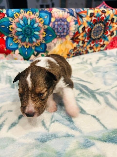Shetland Sheepdog Puppies media 8