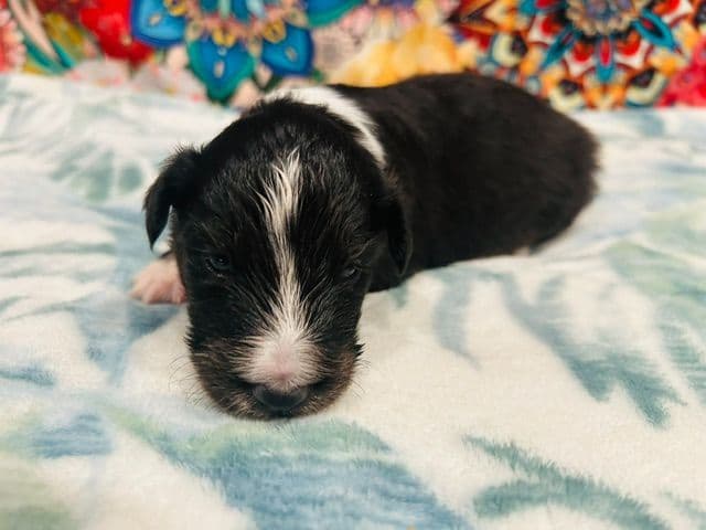 Shetland Sheepdog Puppies media 9