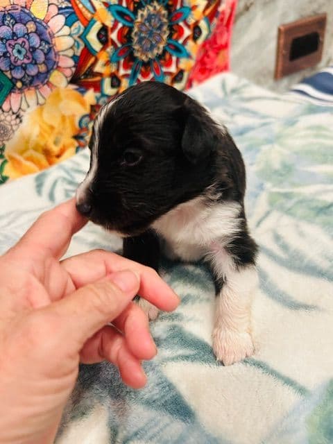 Shetland Sheepdog Puppies media 10