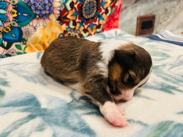 Shetland Sheepdog Puppies media 11
