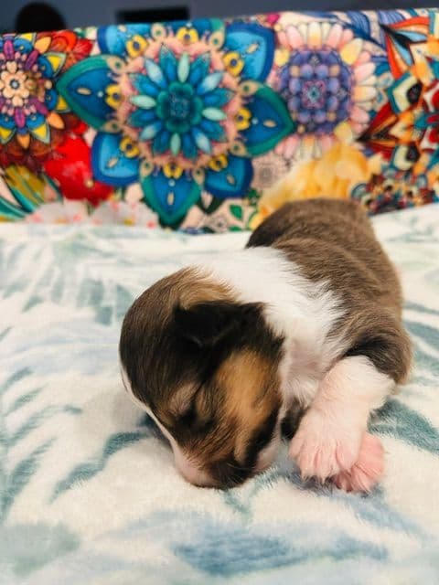 Shetland Sheepdog Puppies media 12