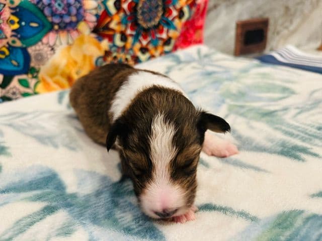 Shetland Sheepdog Puppies media 13