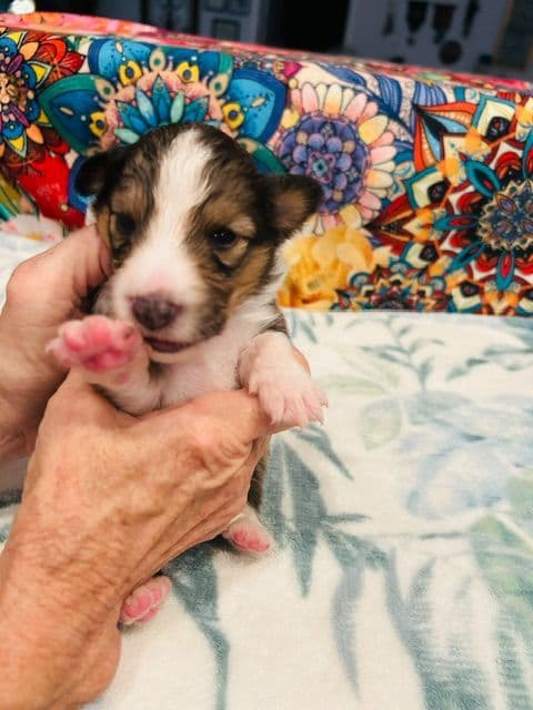 Shetland Sheepdog Puppies media 14