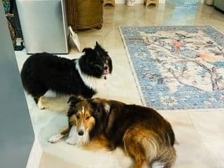 Shetland Sheepdog Puppies media 15