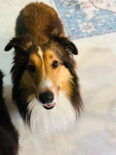 Shetland Sheepdog Puppies media 16