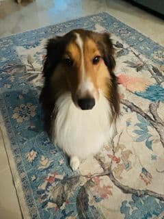 Shetland Sheepdog Puppies media 18