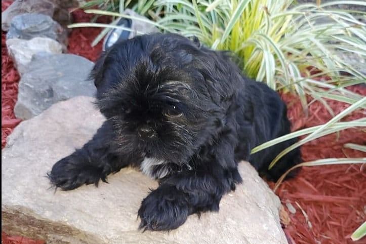 Shih Tzu Puppies EXCEPTIONAL PEDIGREE breeder image 1