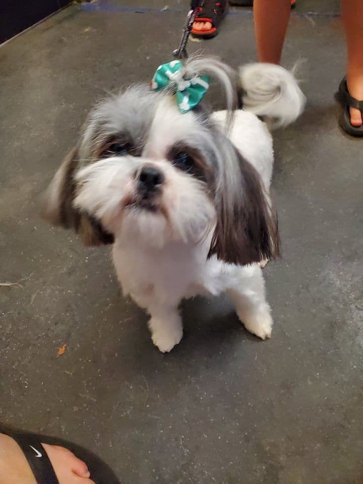Shih Tzu Puppies EXCEPTIONAL PEDIGREE breeder image 4