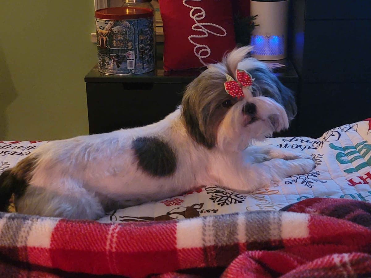 Shih Tzu Puppies EXCEPTIONAL PEDIGREE breeder image 5