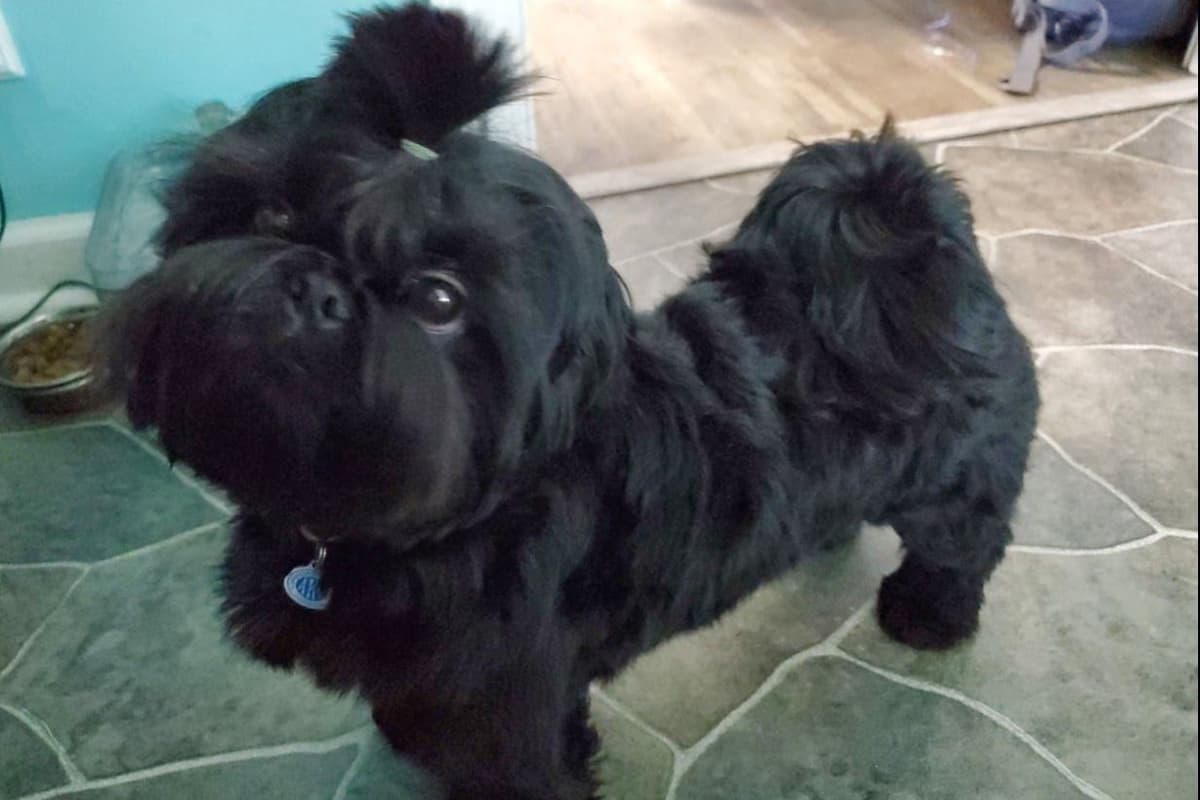 Shih Tzu Puppies EXCEPTIONAL PEDIGREE breeder image 6