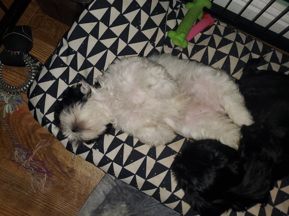 Shih Tzu Puppies EXCEPTIONAL PEDIGREE breeder image 9
