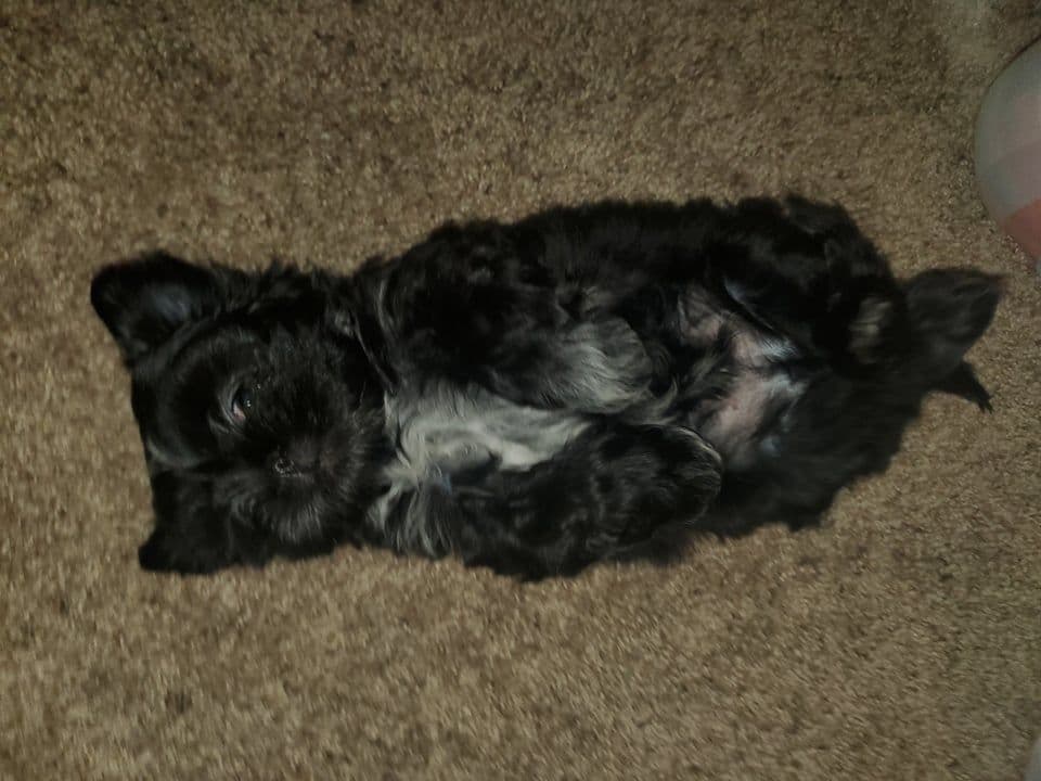Shih Tzu Puppies EXCEPTIONAL PEDIGREE breeder image 8
