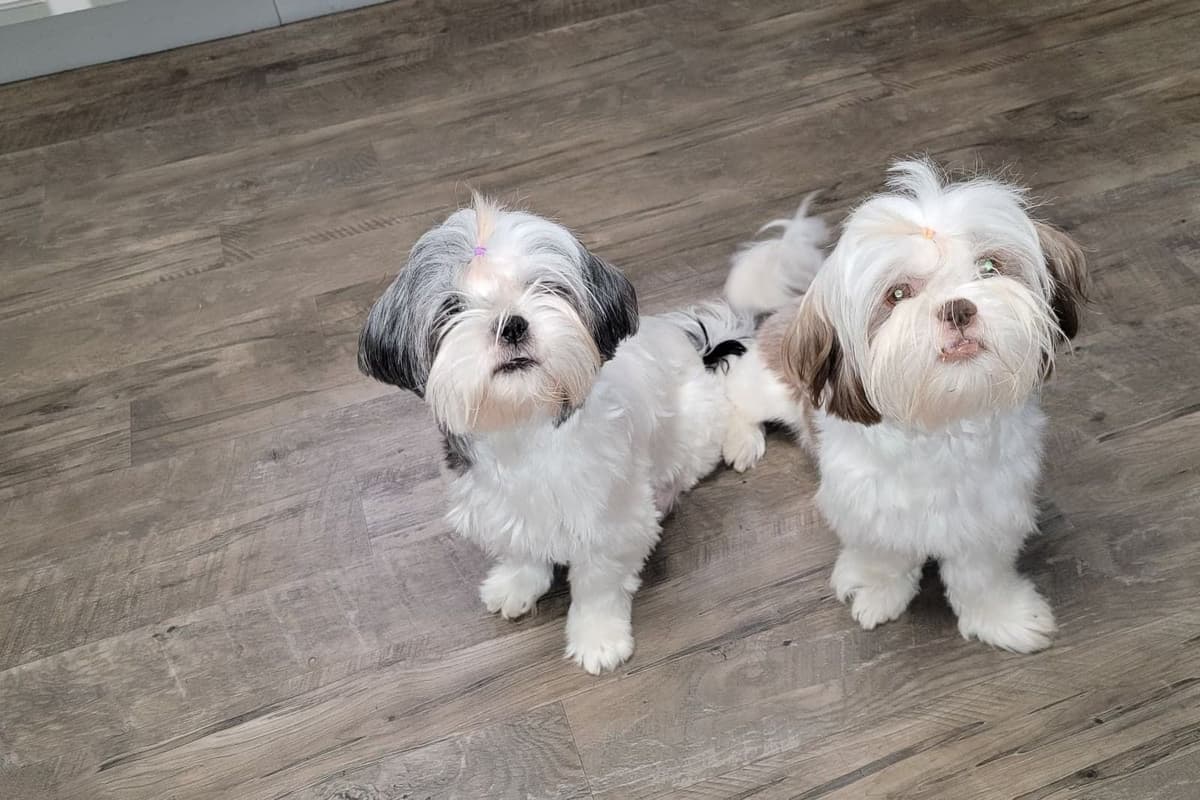 Shih Tzu Puppies EXCEPTIONAL PEDIGREE breeder image 11