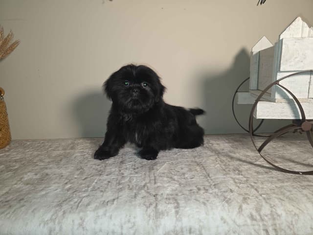 Shih Tzu Puppies EXCEPTIONAL PEDIGREE media 2