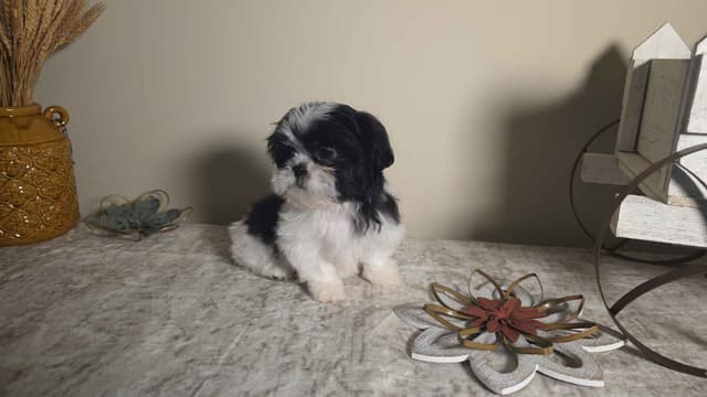 Shih Tzu Puppies EXCEPTIONAL PEDIGREE media 3