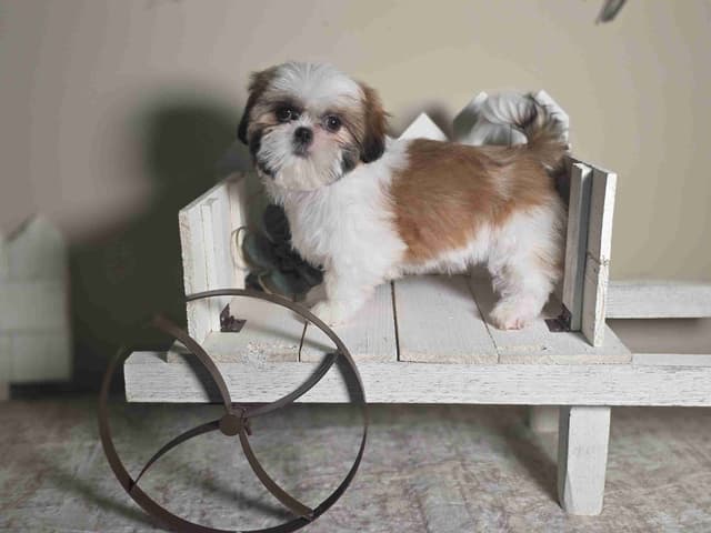 Shih Tzu Puppies EXCEPTIONAL PEDIGREE media 4