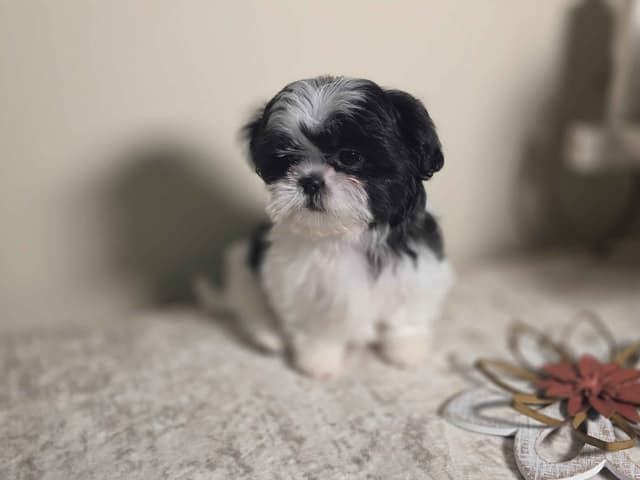 Shih Tzu Puppies EXCEPTIONAL PEDIGREE media 5
