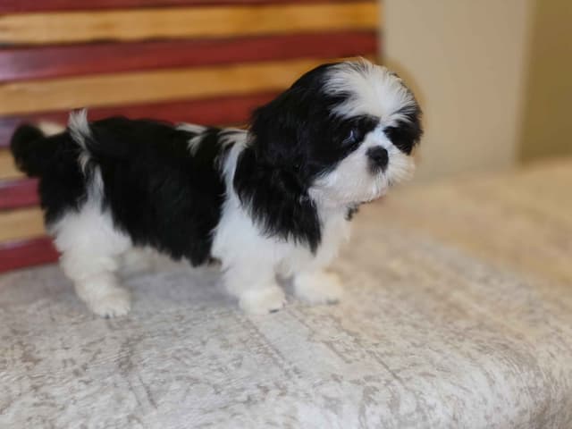 Shih Tzu Puppies EXCEPTIONAL PEDIGREE media 7