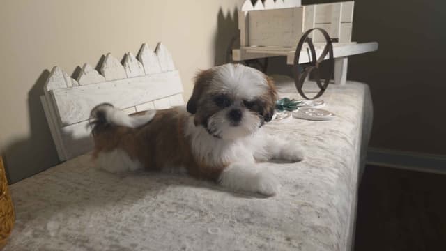 Shih Tzu Puppies EXCEPTIONAL PEDIGREE media 8