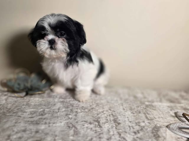 Shih Tzu Puppies EXCEPTIONAL PEDIGREE media 9