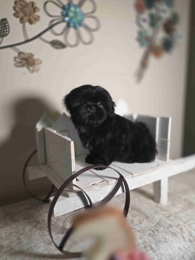 Shih Tzu Puppies EXCEPTIONAL PEDIGREE media 10