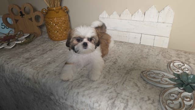 Shih Tzu Puppies EXCEPTIONAL PEDIGREE media 12