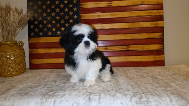 Shih Tzu Puppies EXCEPTIONAL PEDIGREE media 13