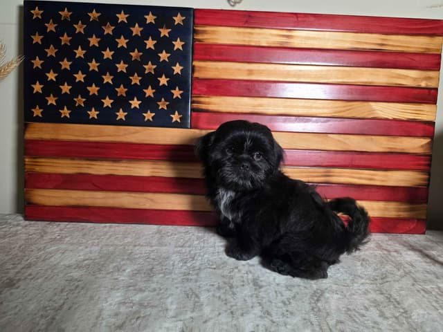Shih Tzu Puppies EXCEPTIONAL PEDIGREE media 14