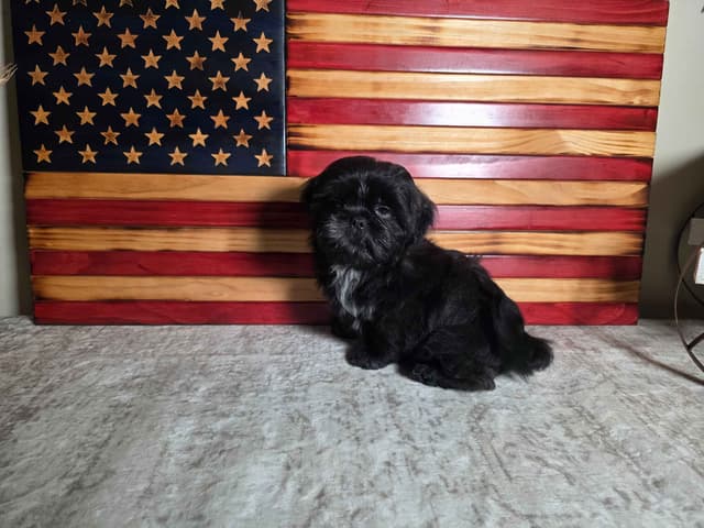 Shih Tzu Puppies EXCEPTIONAL PEDIGREE media 15