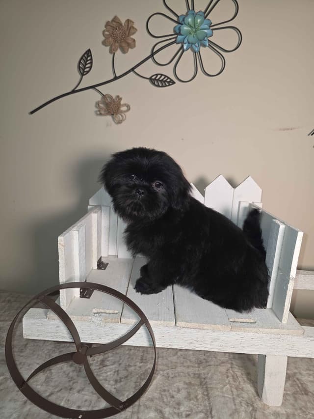 Shih Tzu Puppies EXCEPTIONAL PEDIGREE media 16