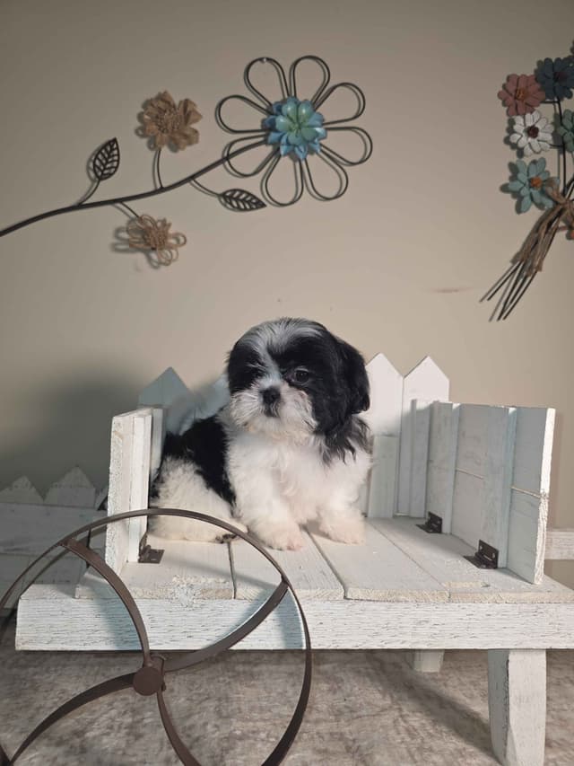 Shih Tzu Puppies EXCEPTIONAL PEDIGREE media 17