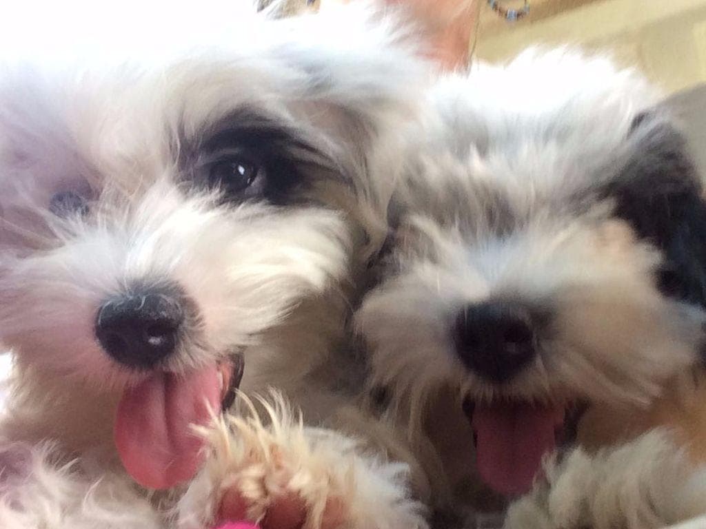 Coton de Tulear Puppies breeder image 6