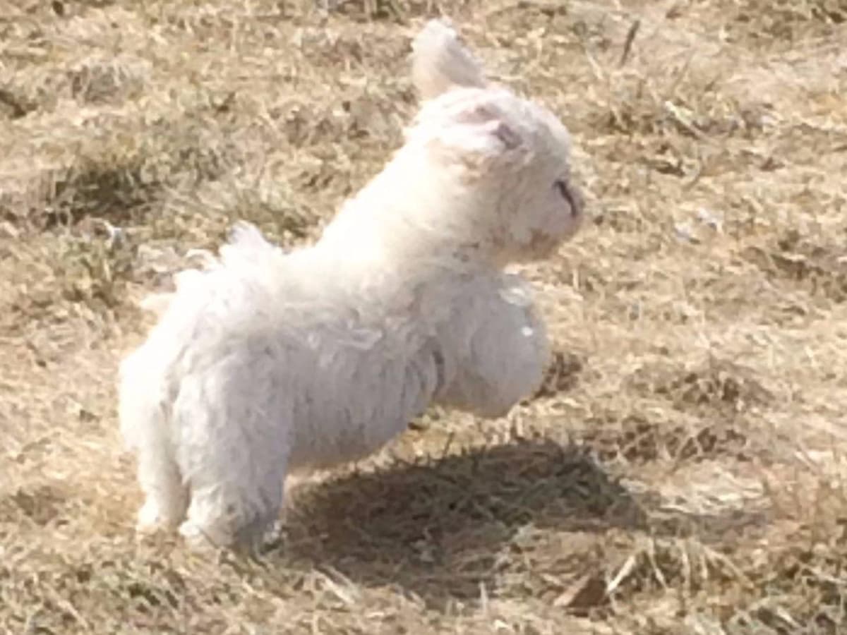 Coton de Tulear Puppies breeder image 4