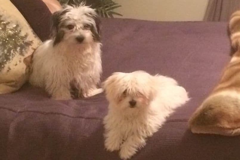 Coton de Tulear Puppies breeder image 8