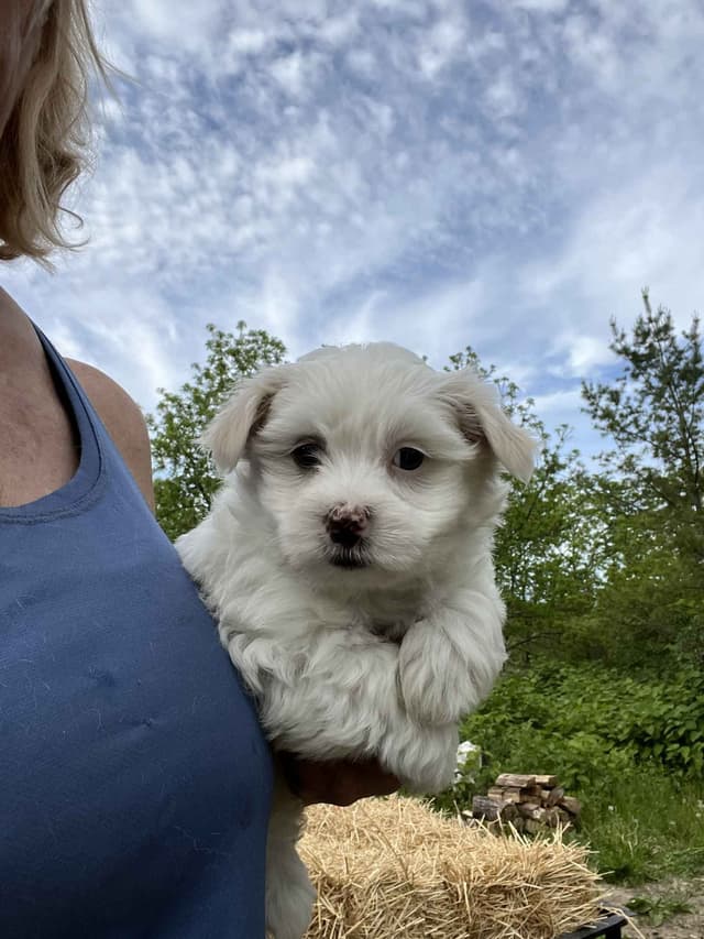 Coton de Tulear Puppies media 2