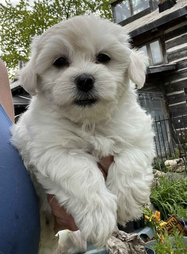 Coton de Tulear Puppies media 3